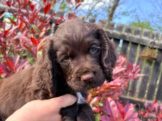 Cocker Spaniel dogs Working Cocker Spaniel RKC Registered - Advert 5