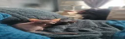 Sphynx cats for sale:  3 Sphynx/bambino kittens - Advert 8