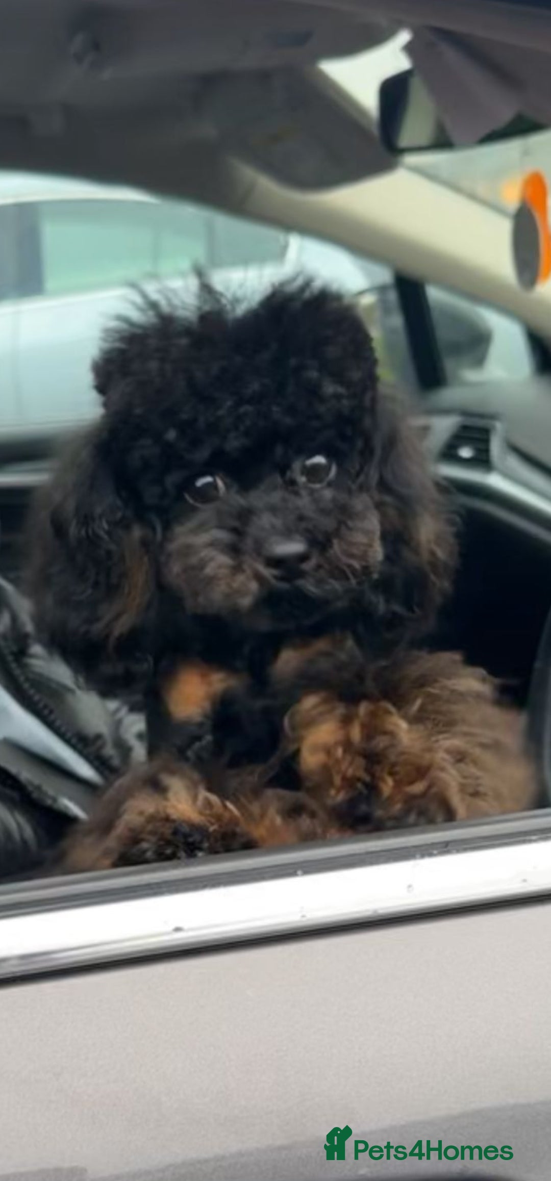 Toy Poodle dogs Asian toy poodle stud - Advert 2