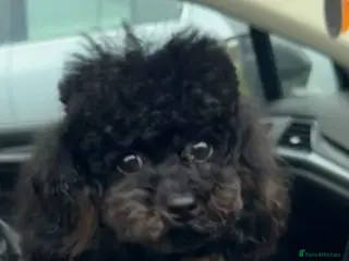 Toy Poodle dogs Asian toy poodle stud - Advert 17