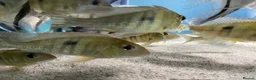 Other/Mixed Breed fish for sale: Geophagus red head tapajos  - Advert 4