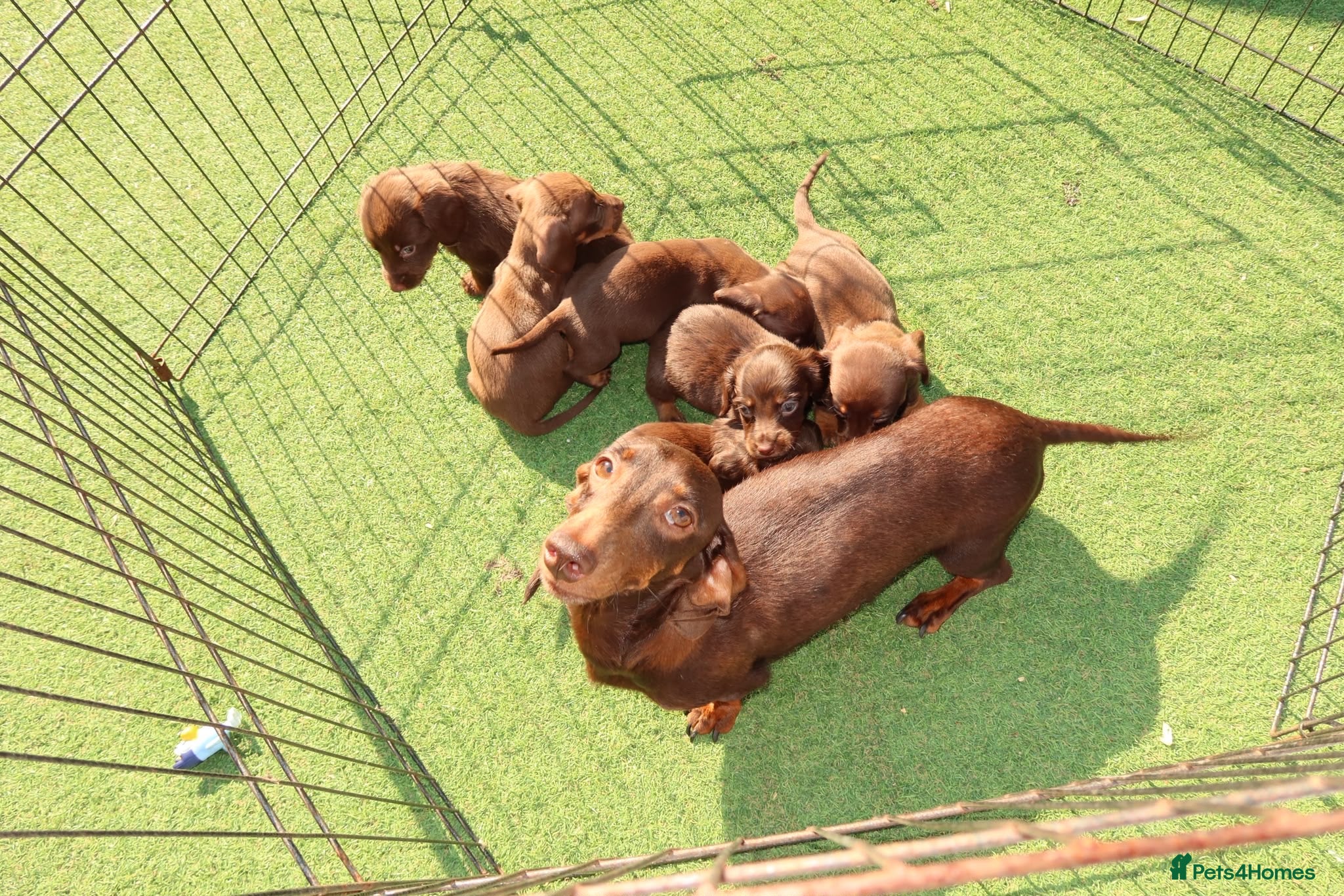Miniature Dachshund dogs Dachshund miniature long and short haired    - Advert 2