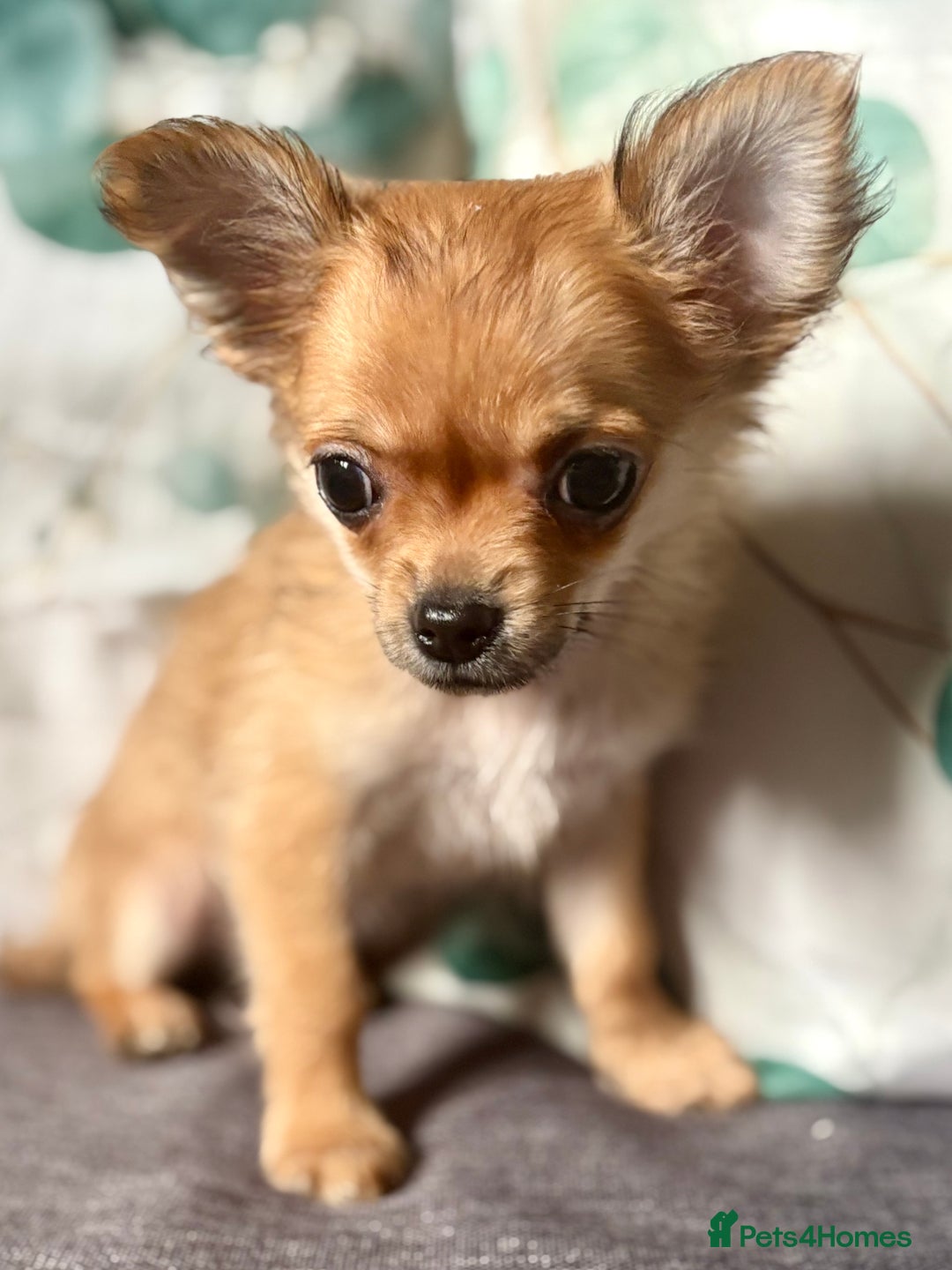 Chihuahua dogs for sale: REDUCED last long hair female pup. - Image 10