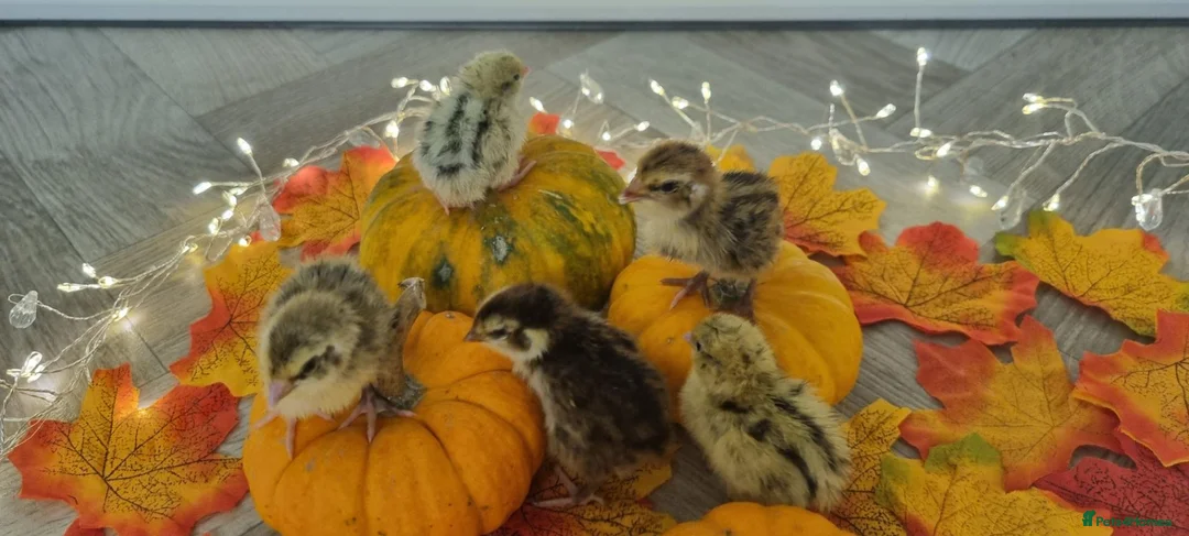 Quail poultry for sale: Autumn chics to order - Advert 2