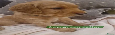 Green Collar