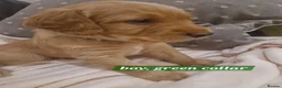 Labradoodle dogs for sale: Beautiful Miniature Labradoodle Puppies F1b - Advert 8