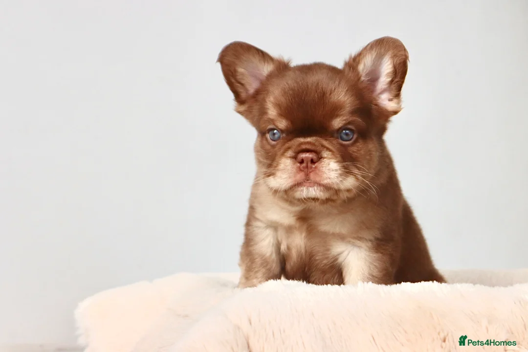 French Bulldog dogs for sale: Fluffy Frenchies - Advert 5
