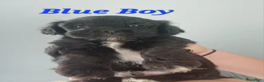 Blue Boy