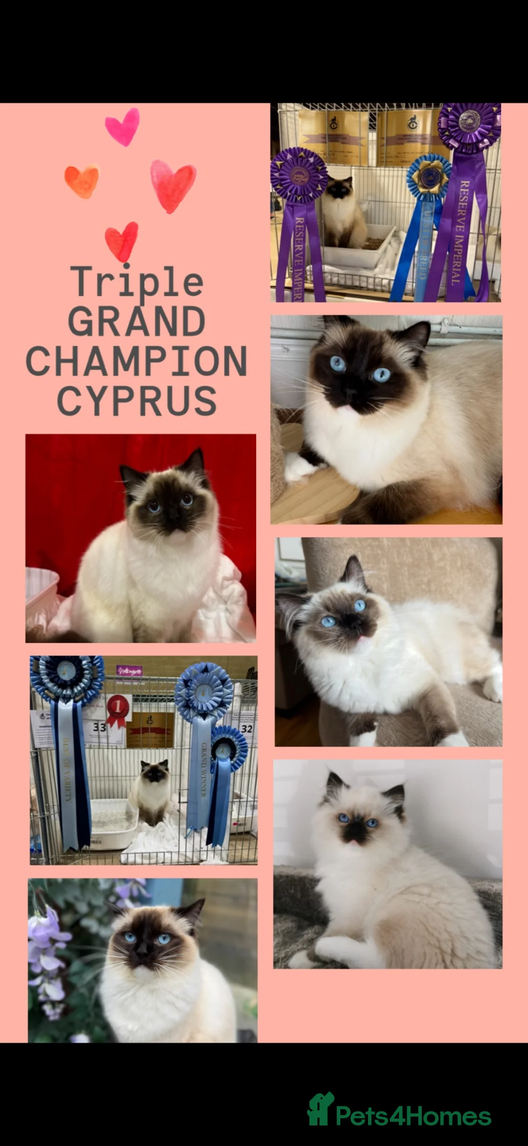 Ragdoll cats for sale: 🏆Gccf show quality active female 🥇 - Advert 6