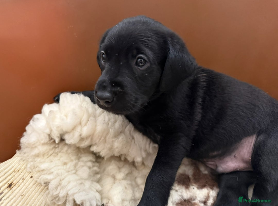 Labrador Retriever dogs for sale: KC REG LABS - Ready Now - fox red and black males in Houghton le Spring - Image 13