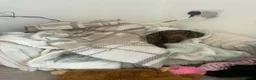 Miniature Dachshund dogs for sale: Two Beautiful Miniature Dachshunds  in Manchester - Advert 7