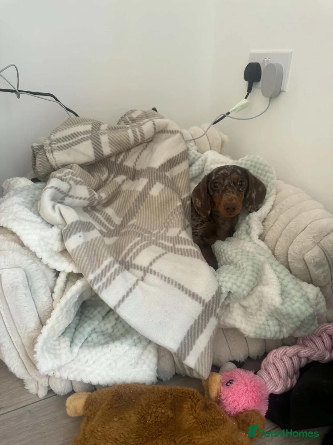 Miniature Dachshund dogs for sale: Two Beautiful Miniature Dachshunds  in Manchester - Advert 7