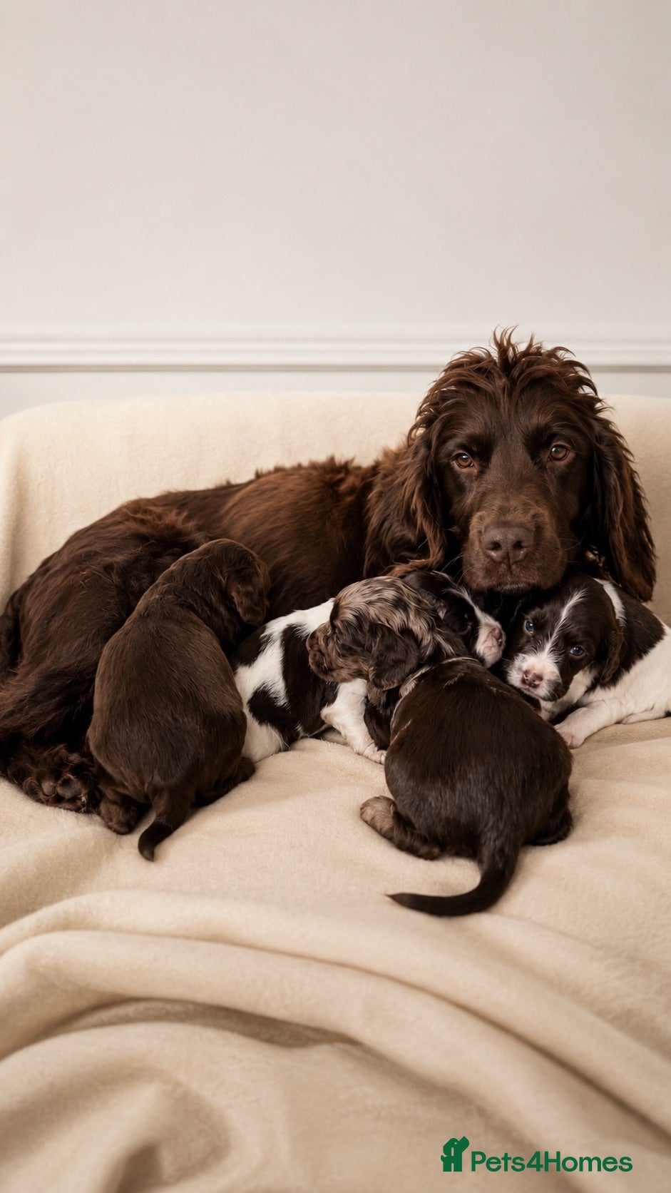 Cocker Spaniel dogs Chocolate Merle spaniels  - Advert 2