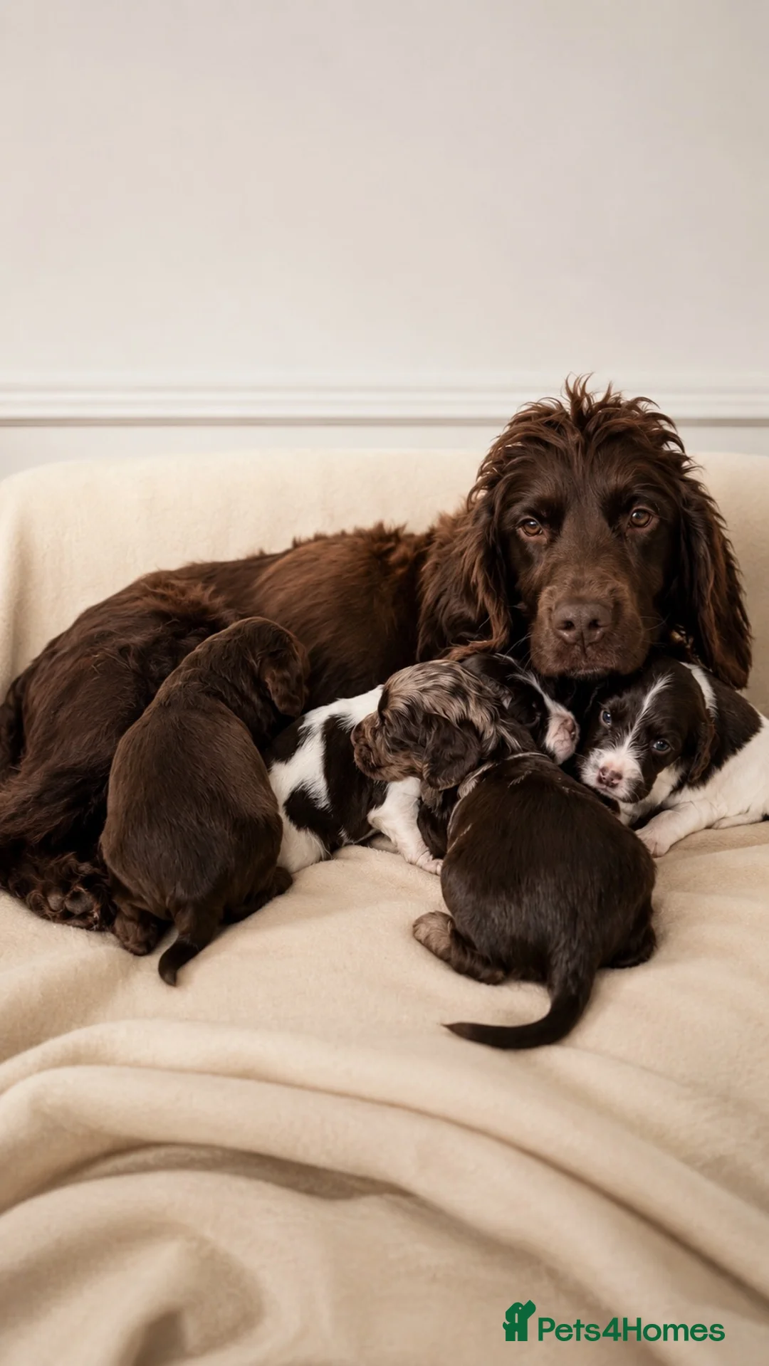 Cocker Spaniel dogs for sale: Chocolate Merle spaniels  - Advert 2