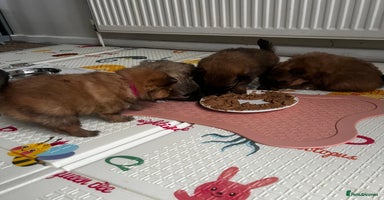 Pomeranian dogs Gorgeous Pomeranian Puppies, 1 Girl and 2 Boys - Advert 2