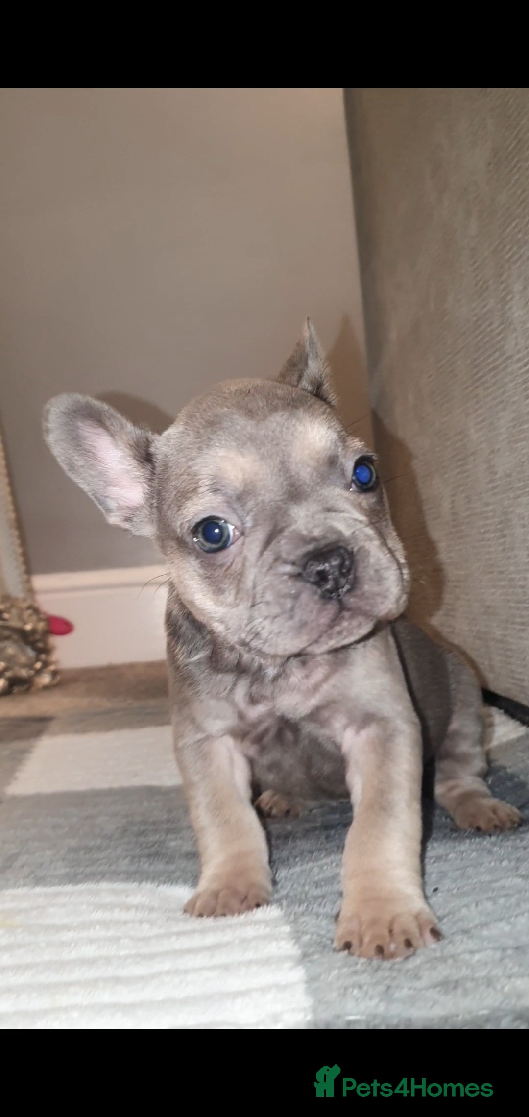 French Bulldog dogs for sale: French Bulldogs  - Advert 1