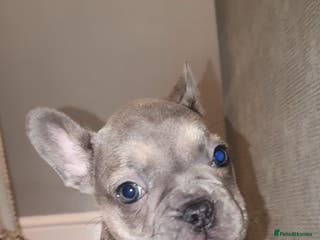 French Bulldog dogs French Bulldogs - Advert 3