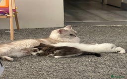 Turkish Angora cats for sale: Turkish Angora/ Ragdoll kittens for SALE !!! - Image 20