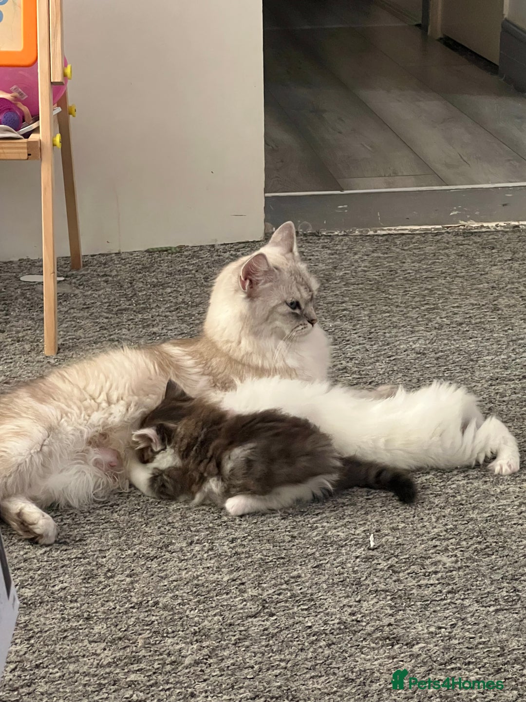 Turkish Angora cats for sale: Turkish Angora/ Ragdoll kittens for SALE !!! - Image 20