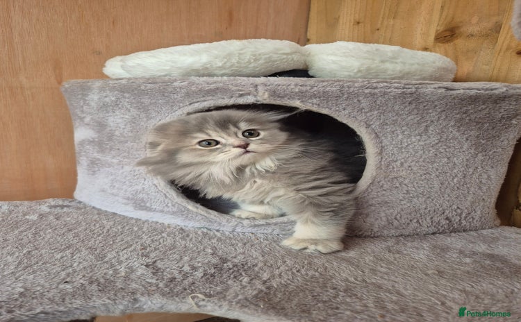 Scottish Fold cats - Advert 1