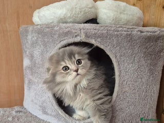 Scottish Fold cats - Advert 33