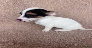 Jack Russell dogs - Advert 2