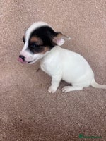 Jack Russell dogs - Advert 2