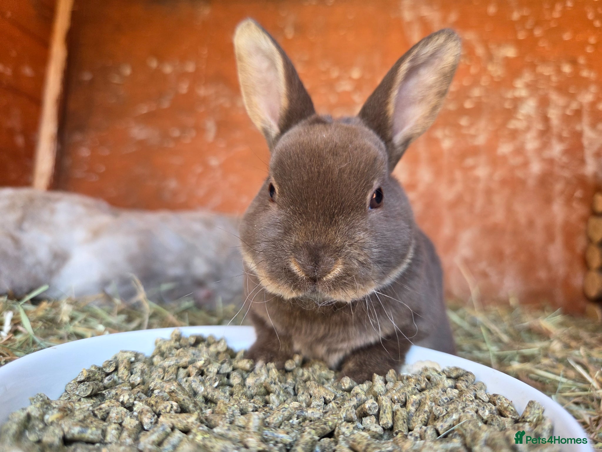 Rex rabbits Gorgeous litter of Mini Rex baby bunnies - Advert 14