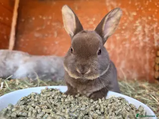 Rex rabbits Gorgeous litter of Mini Rex baby bunnies - Advert 14