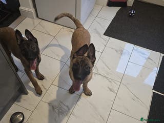 Belgian Shepherd Dog dogs 2 Belgian Shepherd puppies - Advert 14