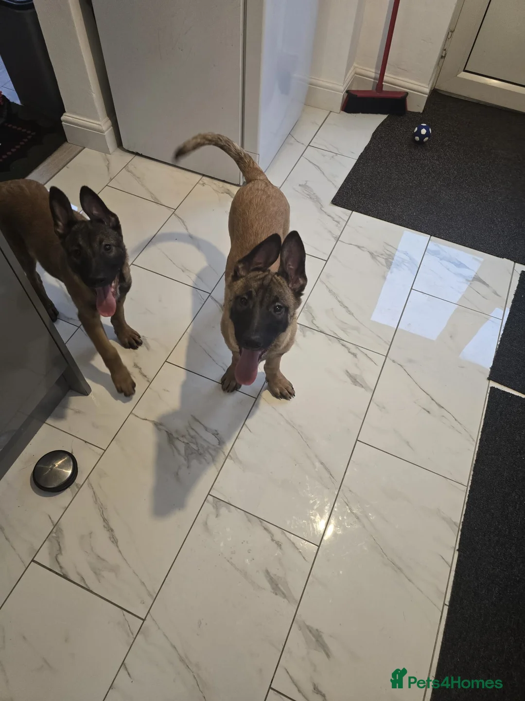 Belgian Shepherd Dog dogs for sale: 2 Belgian Shepherd puppies  - Advert 1