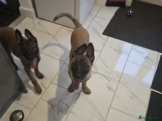 Belgian Shepherd Dog dogs 2 Belgian Shepherd puppies - Advert 13