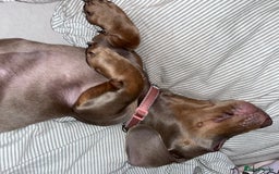 Miniature Dachshund dogs for sale: 8 month miniature dachshund for sale - Image 8