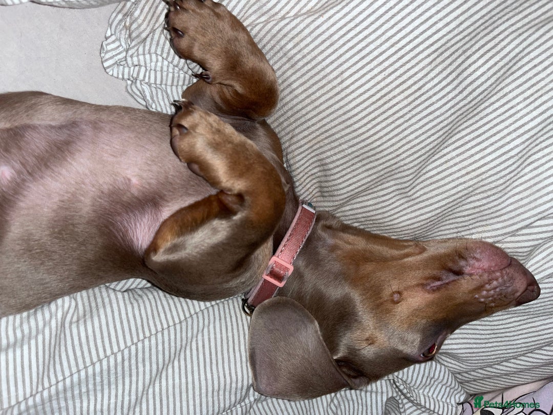 Miniature Dachshund dogs for sale: 8 month miniature dachshund for sale - Image 8