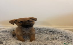 Mixed Breed dogs for adoption: Dottie * German Shepherd X Labradoodle * 240788 - Image 7
