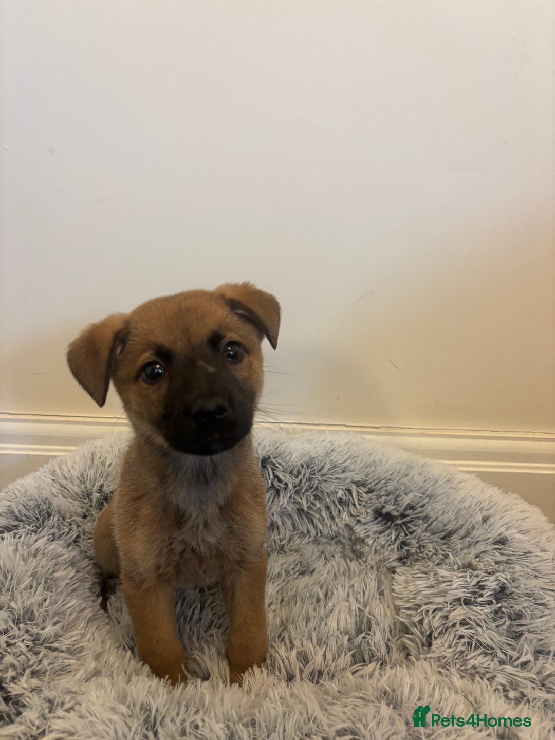 Mixed Breed dogs for adoption: Dottie * German Shepherd X Labradoodle * 240788 - Image 7