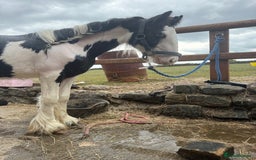 Irish Cob horses for sale: beautiful bingo 😍 - Image 11