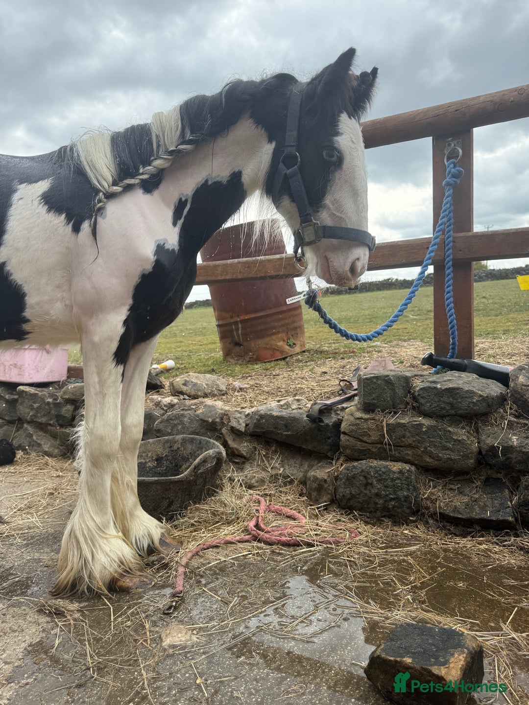 Irish Cob horses for sale: beautiful bingo 😍 - Image 11