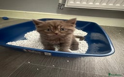 British Shorthair cats for sale: Male brown British short hair left  - Image 13