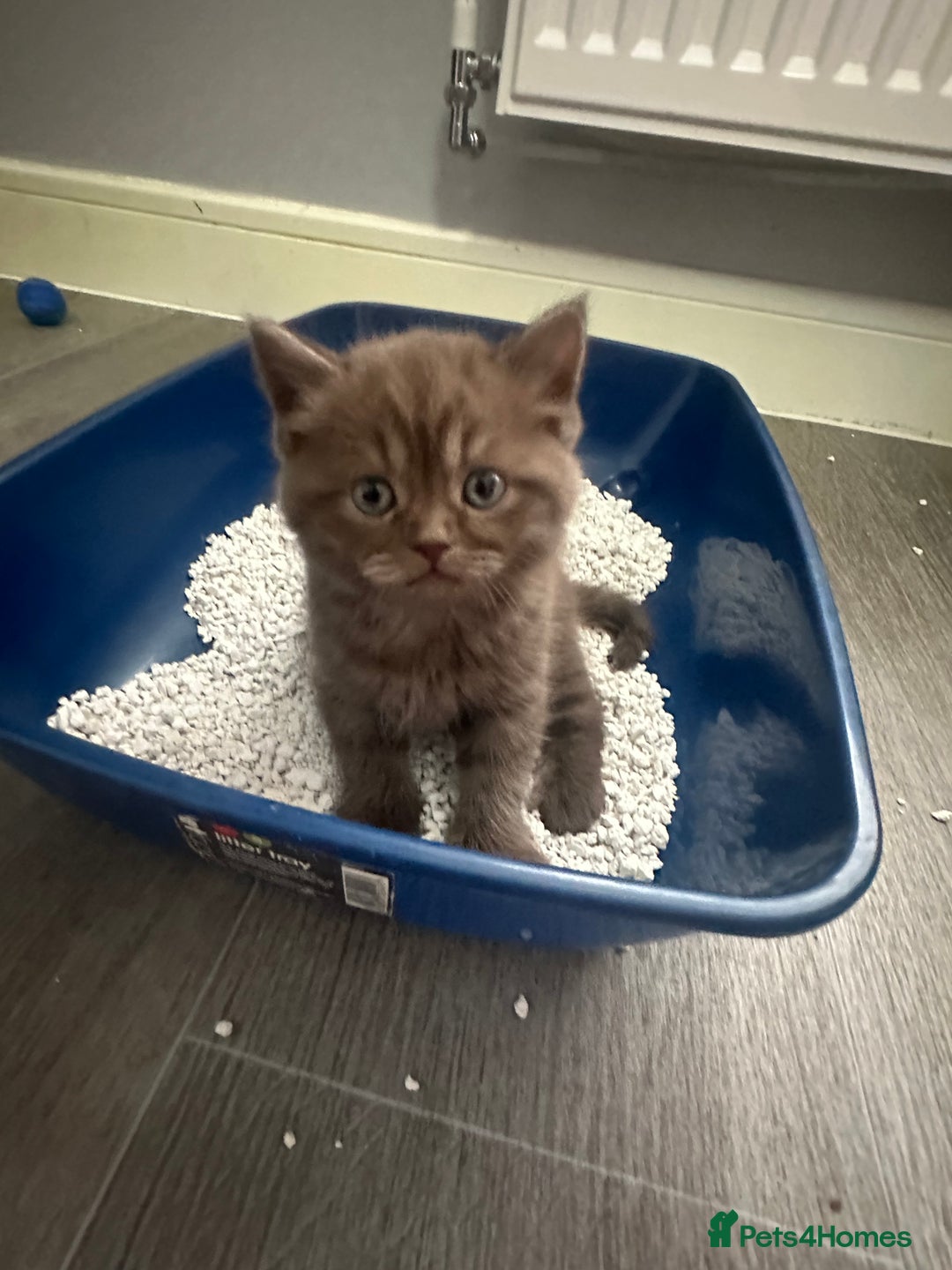 British Shorthair cats for sale: Male brown British short hair left  - Image 13