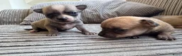 Chihuahua dogs for sale: Chihuahua Puppies - Advert 5