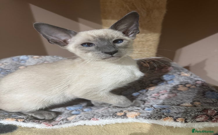 Siamese cats - Advert 1