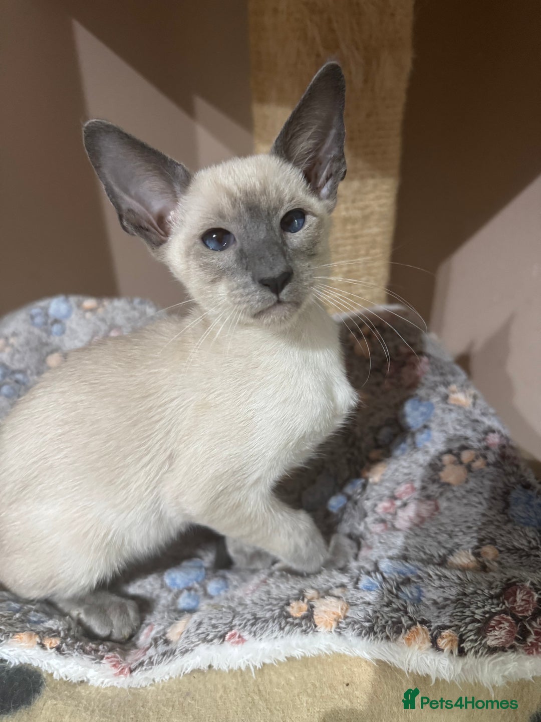 Siamese cats for sale: 3 affectionate Siamese kittens available  - Image 10