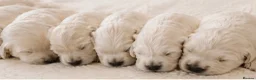 Golden Retriever dogs for sale: Newmiller Retrievers Upcoming Litter Announcement  - Advert 4