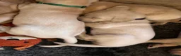 Labrador Retriever dogs for sale: Beautiful KC Reg Labrador Puppies: Ready 1st May - Advert 13