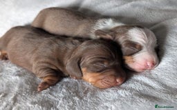 Miniature Dachshund dogs for sale: Gorgeous mini dachsunds puppy's - Image 2