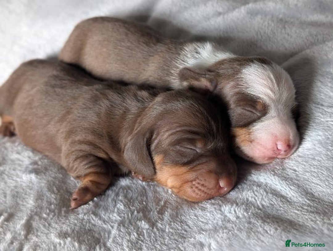 Miniature Dachshund dogs for sale: Gorgeous mini dachsunds puppy's - Image 2
