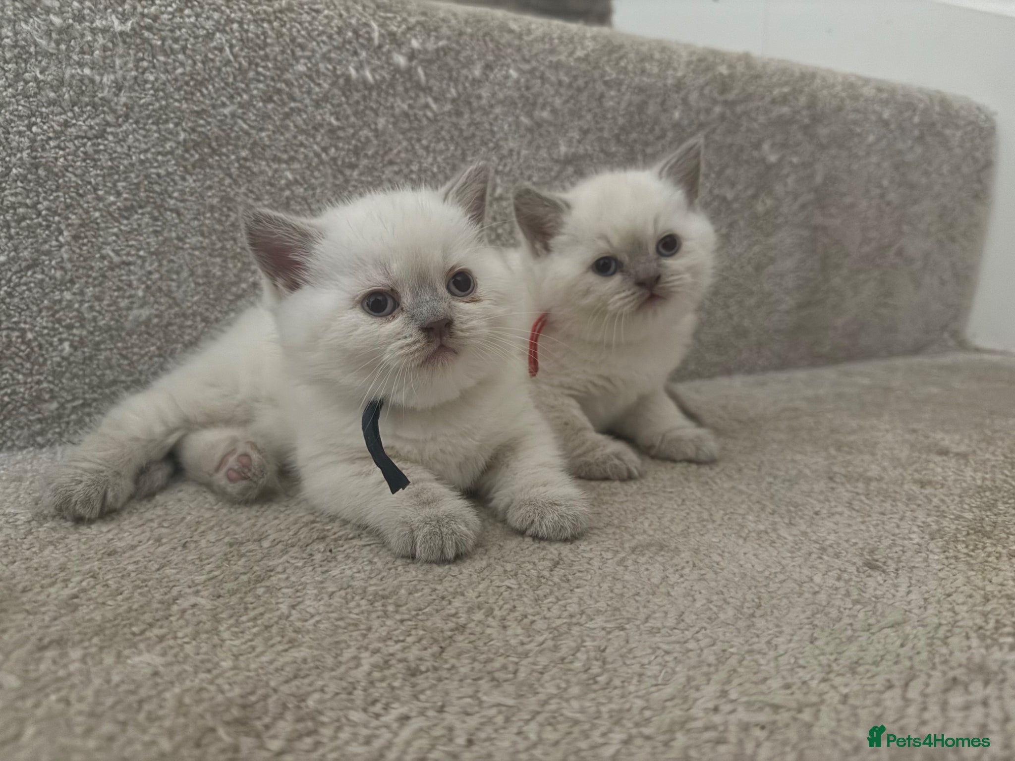 British Shorthair cats for sale: Stunning GCCF-Registered British Shorthair Kittens - Advert 3