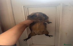 Guinea Pig rodents for sale: Piggys  - Image 7