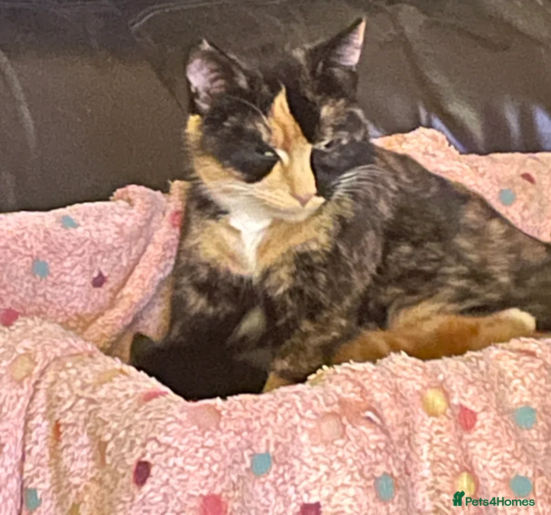 Domestic Shorthair cats for sale: Black n white Tuxedo Kittens - Advert 2